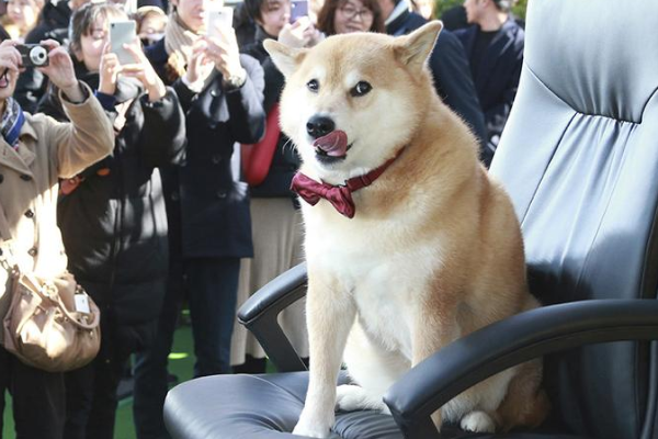 日本著名网红汪 神烦狗柴犬Maru与大家见面